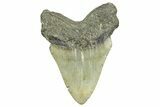 Serrated, Fossil Megalodon Tooth - North Carolina #308526-2